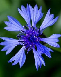 Product metafield image