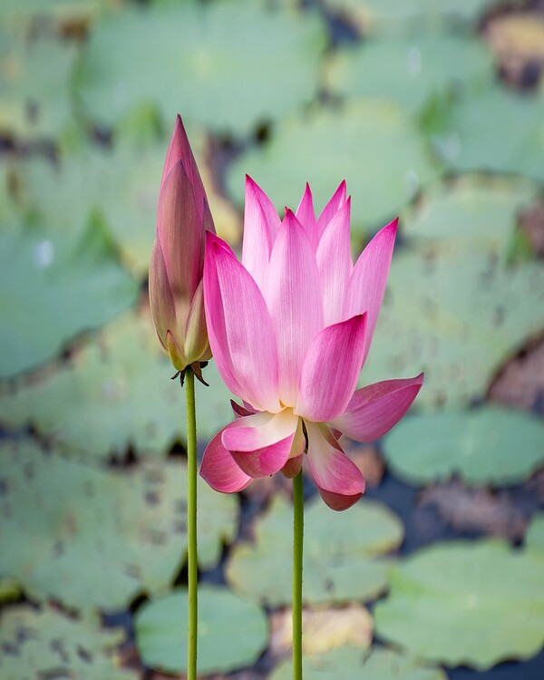 Product metafield image