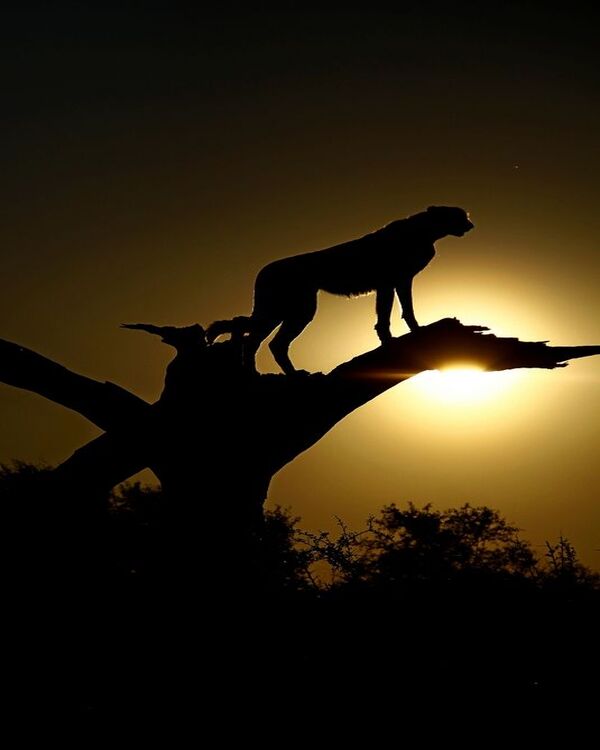 Product metafield image