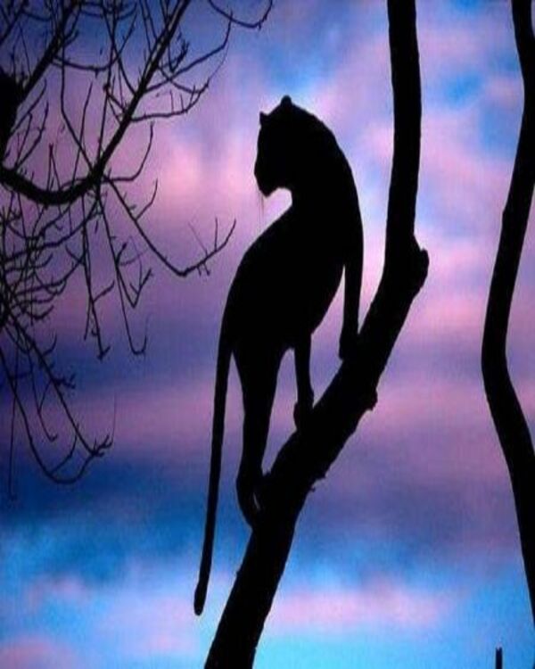 Product metafield image