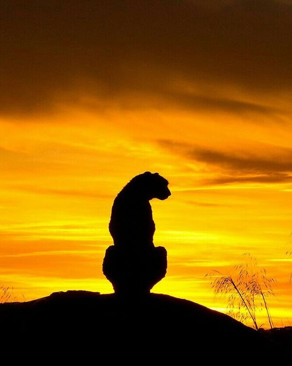 Product metafield image