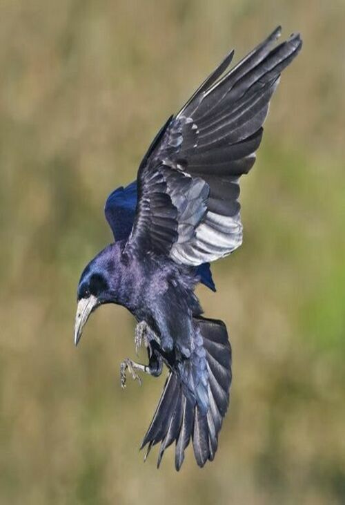 Product metafield image