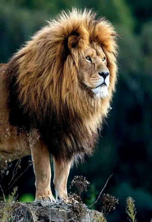 Product metafield image