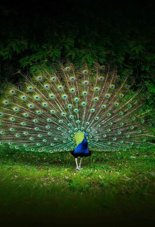 Product metafield image