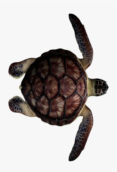 Product metafield image